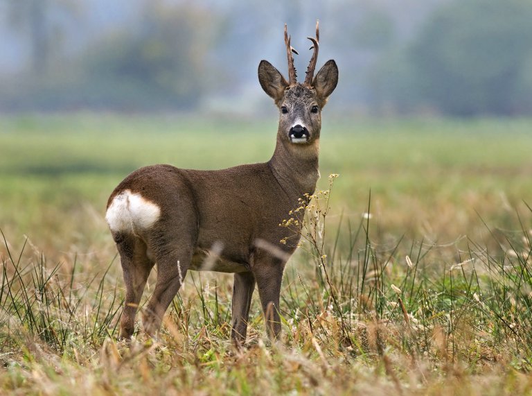 Tierpark Hoellohe