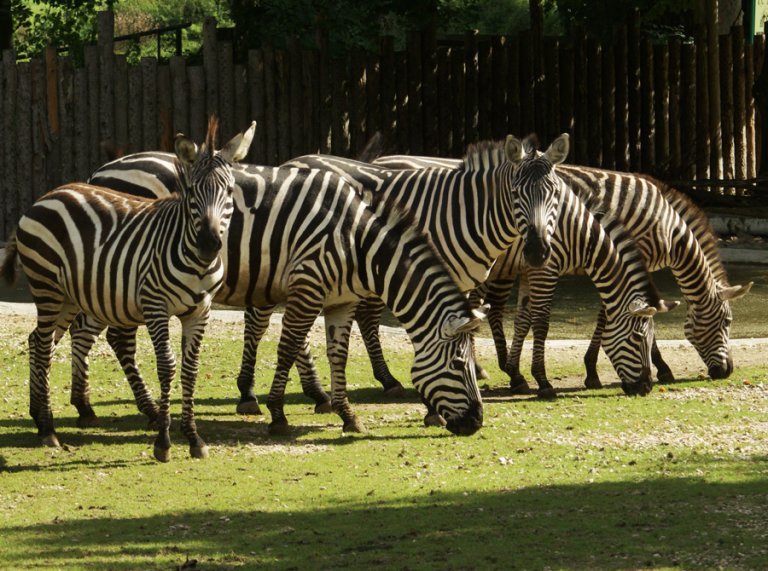 Zebras_Tiergarten_Straubing