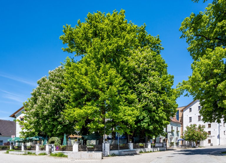 Gaststätte Röhrl - Biergarten